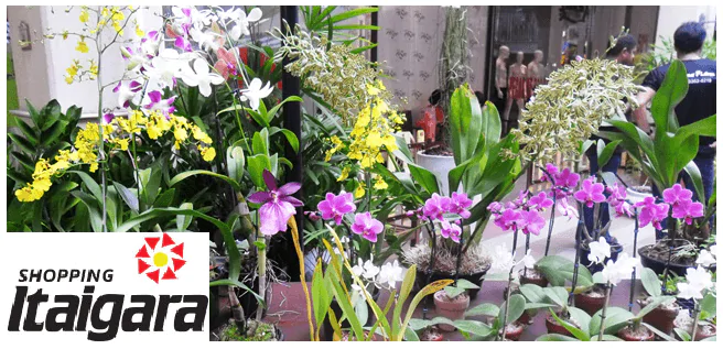 Feira de Orquídeas no Shopping Itaigara