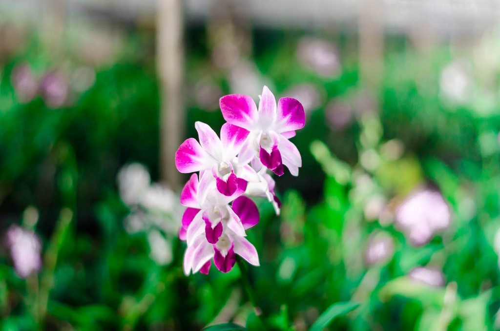 Orquídeas: O que são