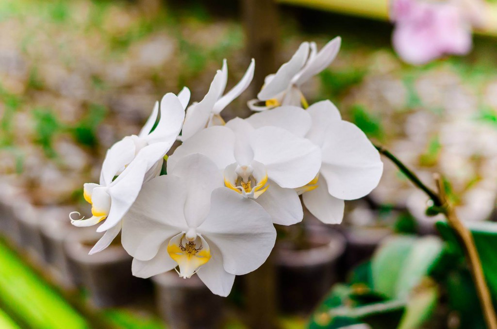 Orquídeas: O que são