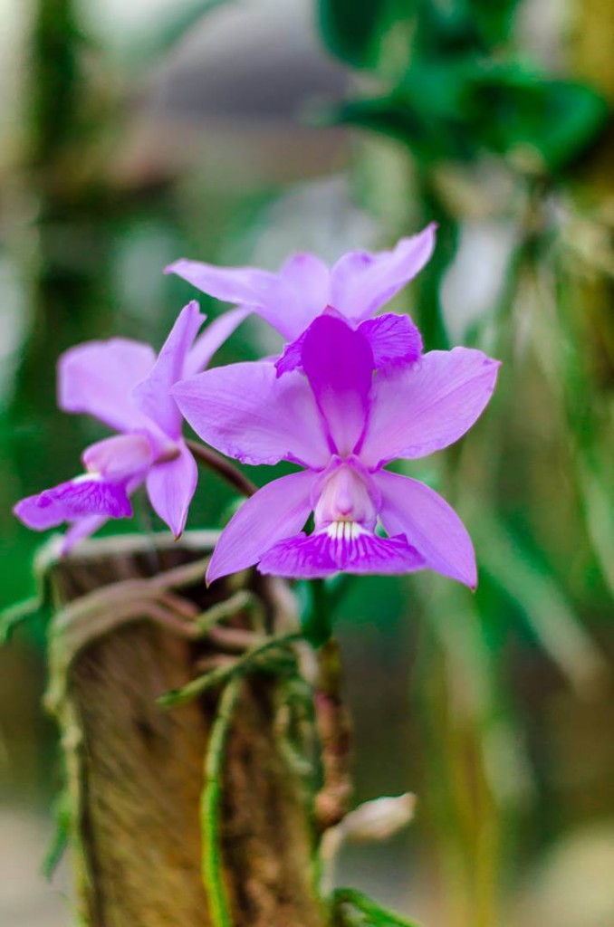 Orquídeas: O que são