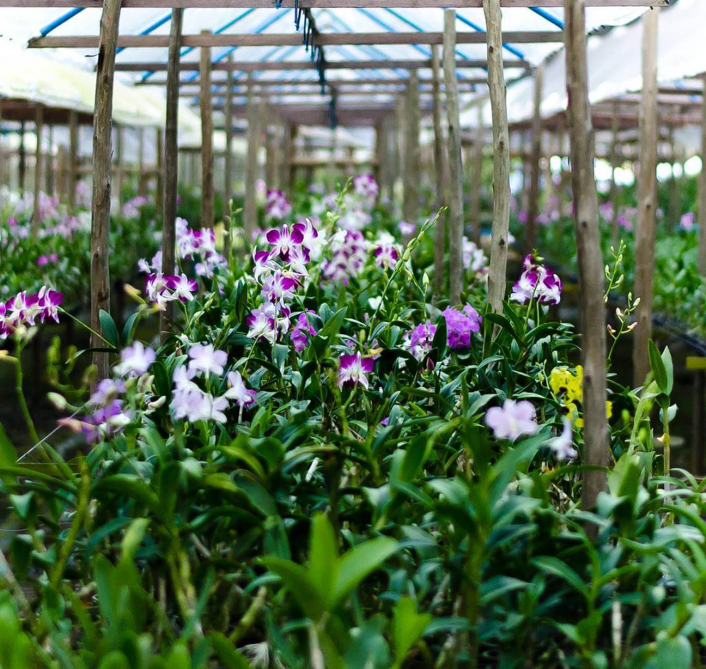 Orquídeas: O que são
