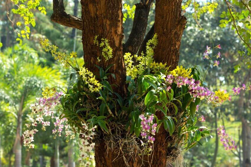 Orquídeas: O que são