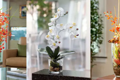 Onde devo colocar as orquídeas no meu apartamento? - Orquidário Bahia
