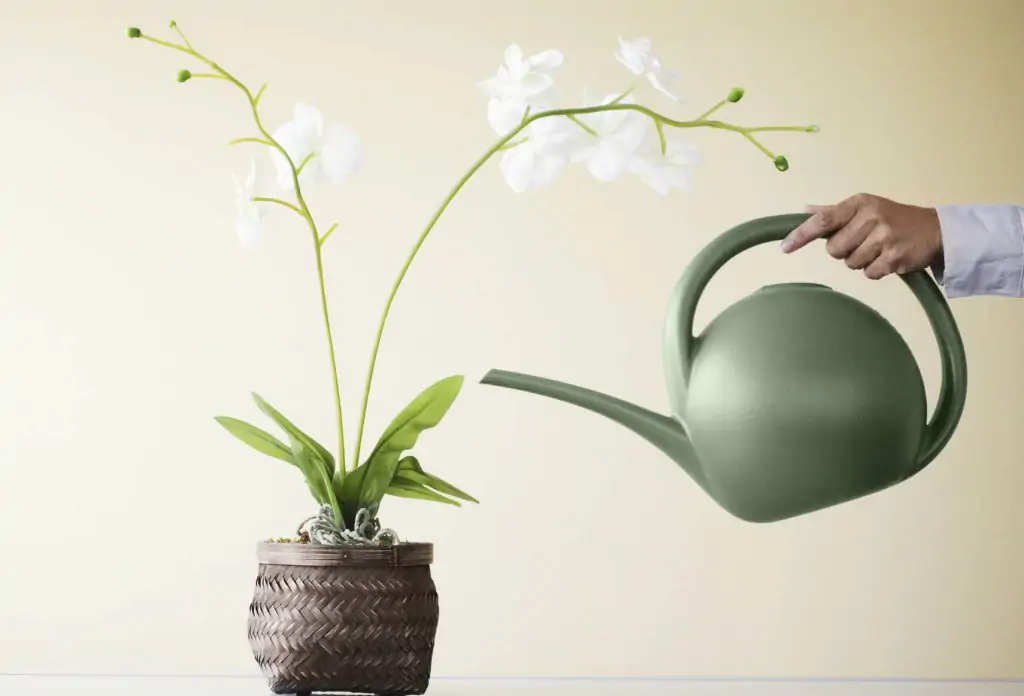 As principais dicas para quem não sabe cuidar de orquídeas