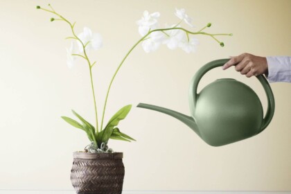 orquidea-molhar-regador