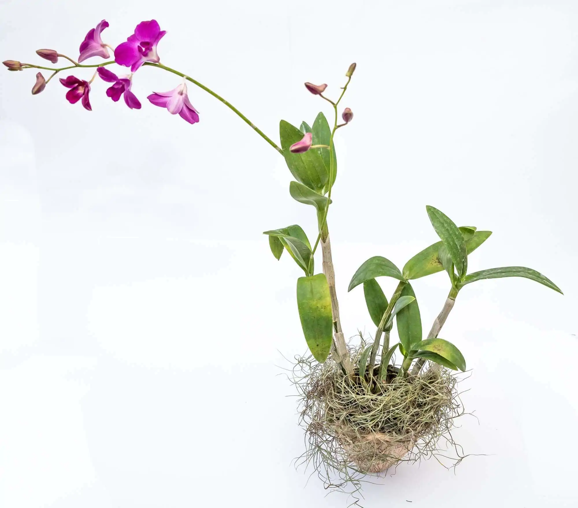 7 tipos de vaso para usar em orquídeas - Orquidário Bahia
