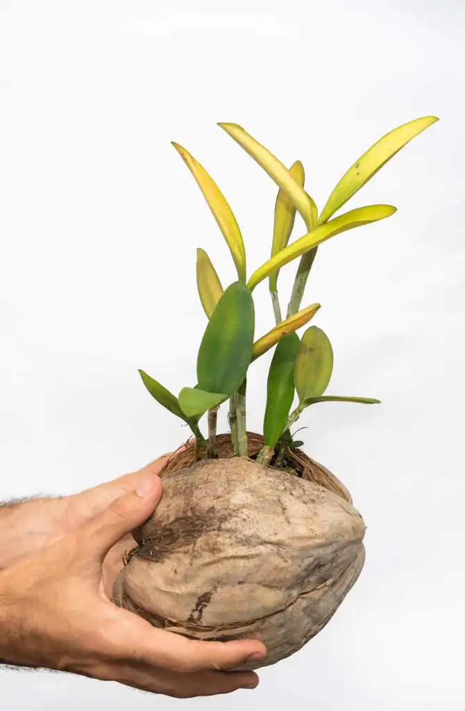 7 tipos de vaso para usar em orquídeas