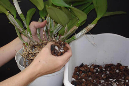 orquidea-touceira-na-mao-grande