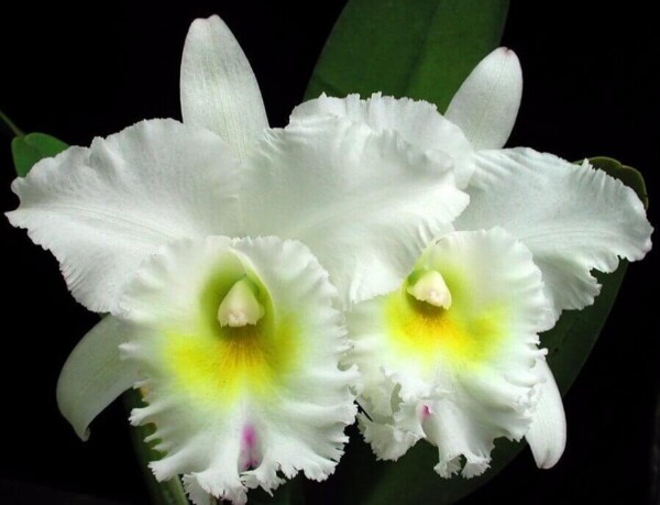 Cattleya Diferentes sob Encomenda