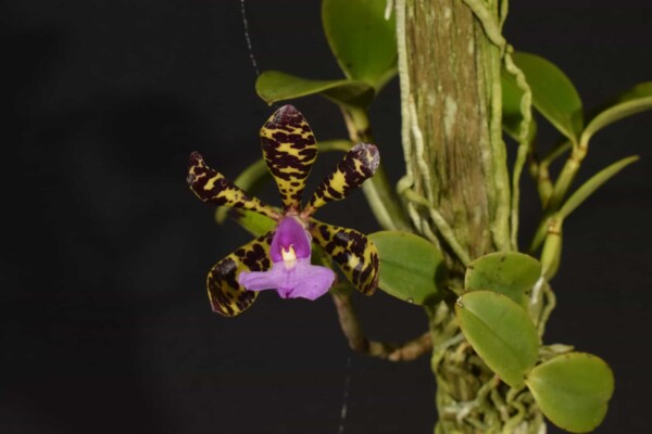 Cattleya Aclandiae SP (flor sob consulta)