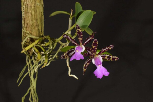 Cattleya Aclandiae SP (flor sob consulta)