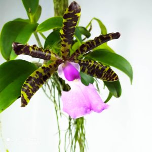 Cattleya Aclandiae sp tipo no tronco (sem flor)