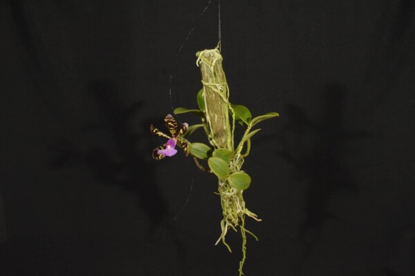 Cattleya Aclandiae SP (flor sob consulta)