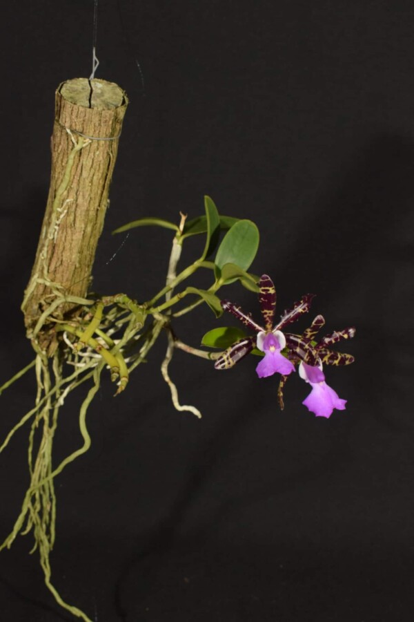 Cattleya Aclandiae SP (flor sob consulta)