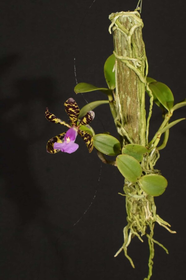 Cattleya Aclandiae SP (flor sob consulta)