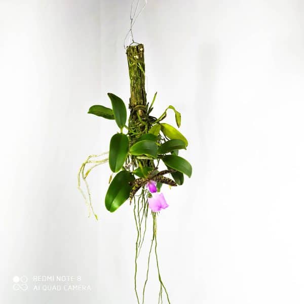 Cattleya Aclandiae SP (flor sob consulta)