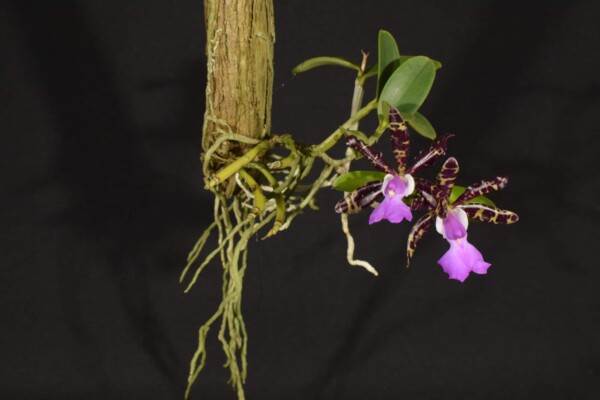 Cattleya Aclandiae SP (flor sob consulta)