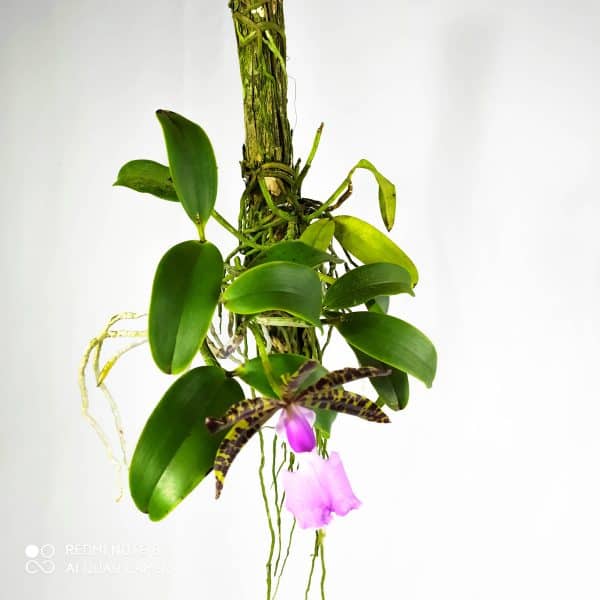Cattleya Aclandiae SP (flor sob consulta)