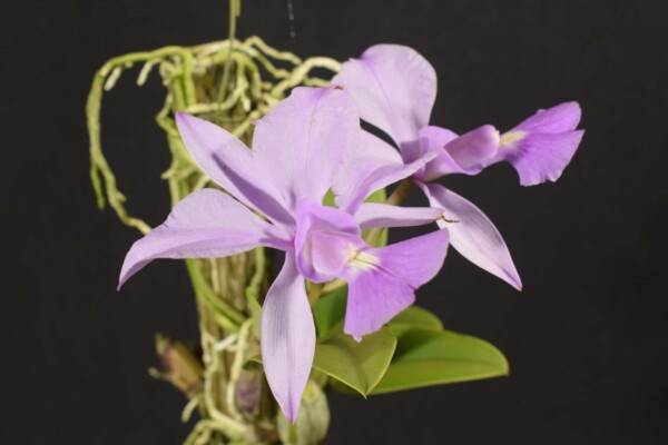 Cattleya Walkeriana SP (flor sob consulta)