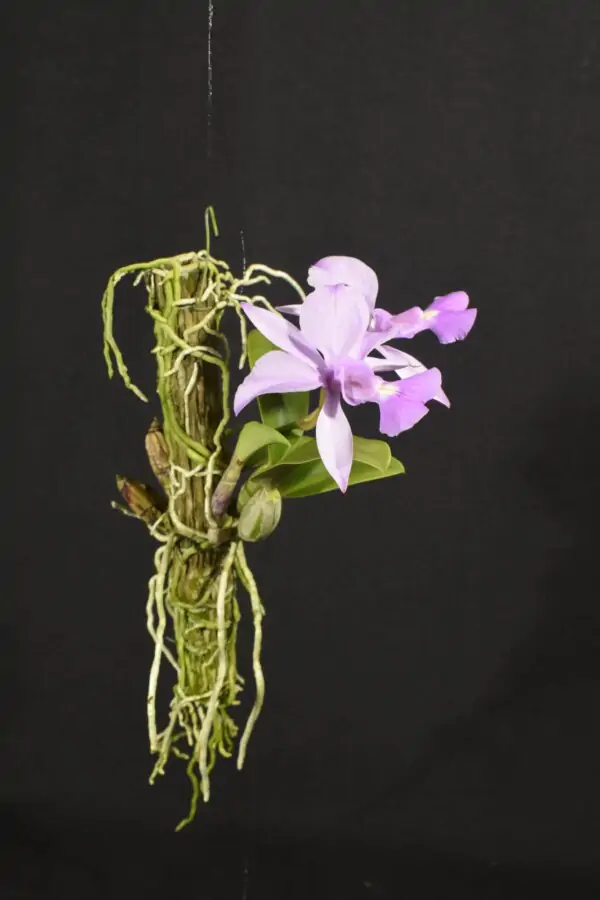 Cattleya Walkeriana SP (flor sob consulta)