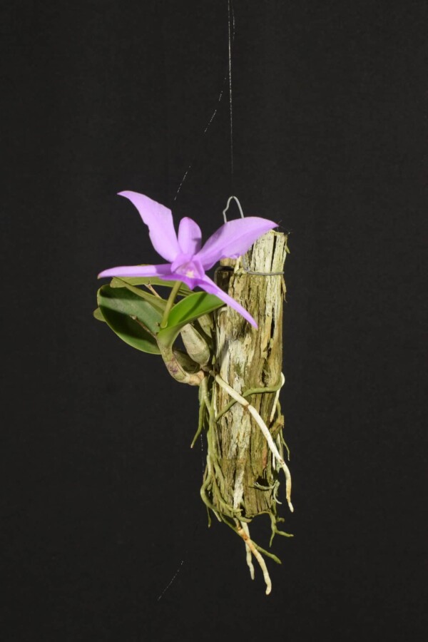 Cattleya Walkeriana SP (flor sob consulta)