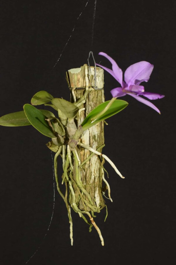 Cattleya Walkeriana SP (flor sob consulta)