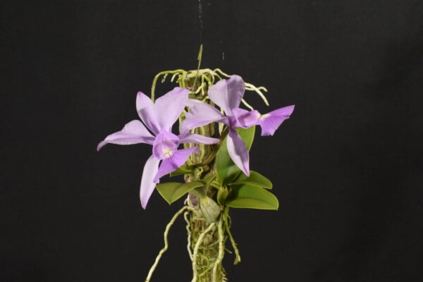 Cattleya Walkeriana SP (flor sob consulta)
