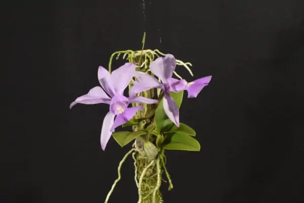 Cattleya Walkeriana SP (flor sob consulta)