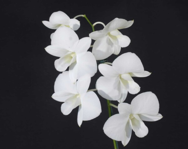 Denphal Branca Flor Grande