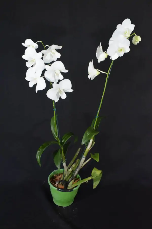 Denphal Branca Flor Grande