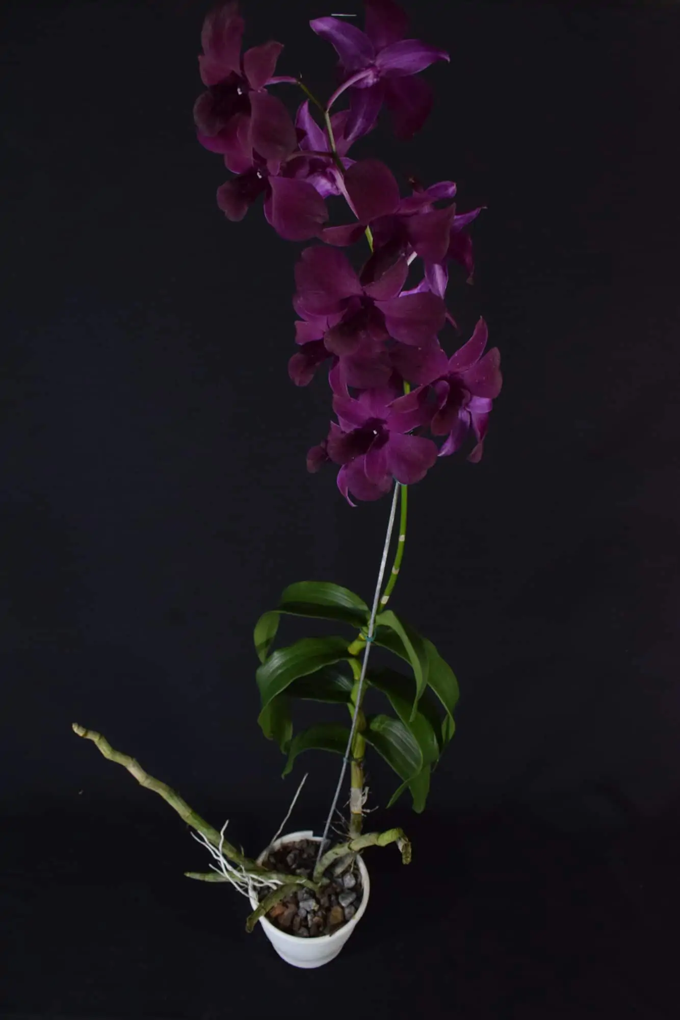 Denphal Lilás Escuro com Flor Grande - Orquidário Bahia