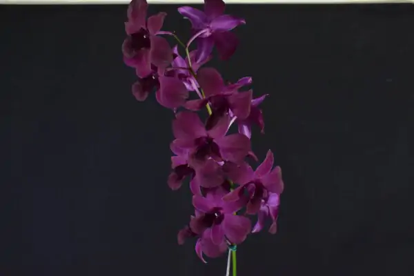 Denphal Lilás Escuro com Flor Grande