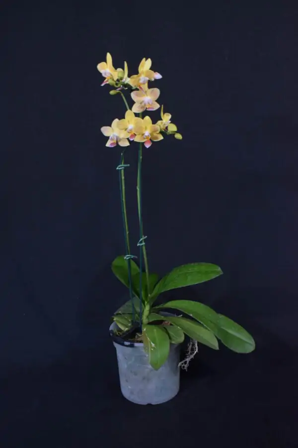 Phalaenopsis Amarela com Flor Pequena