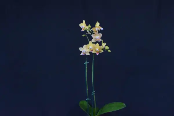 Phalaenopsis Amarela com Flor Pequena