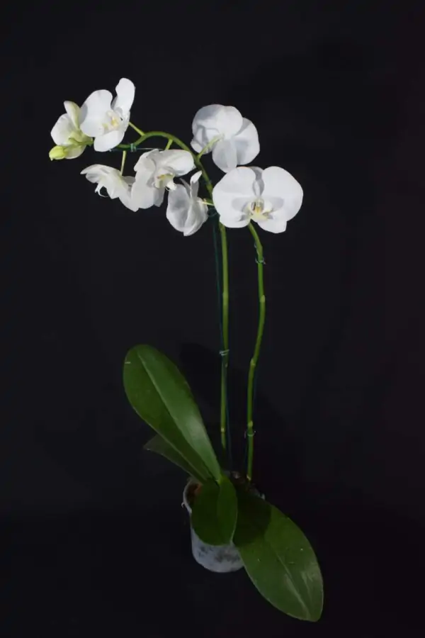 Phalaenopsis Branca