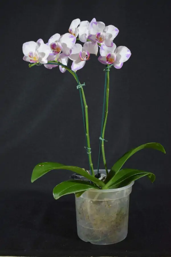 Phalaenopsis Branco com Borda Lilás