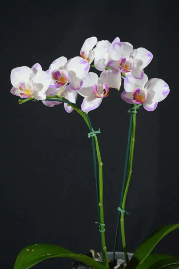 Phalaenopsis Branco com Tons de Rosa e Lilás