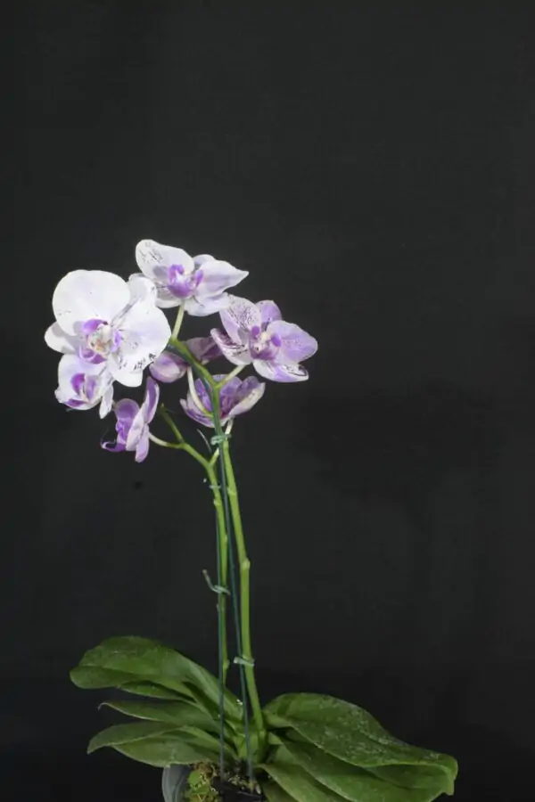 Phalaenopsis Branco com Tons de Rosa e Lilás
