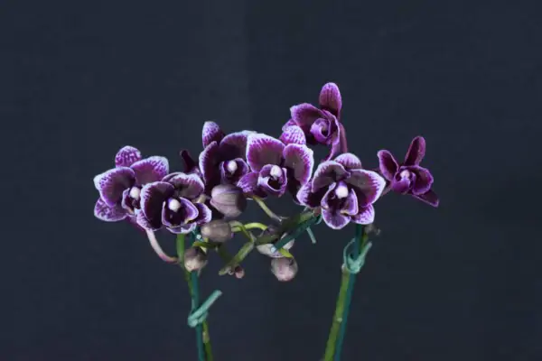 Phalaenopsis Roxa com Flor Pequena
