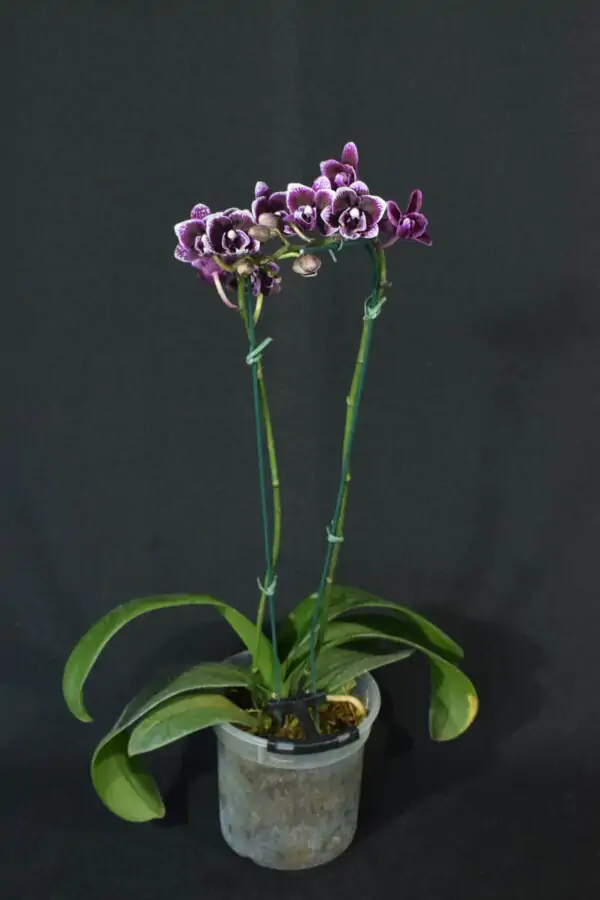 Phalaenopsis Roxa com Flor Pequena