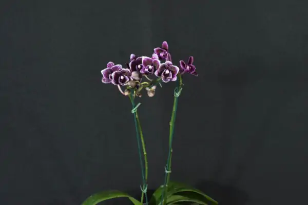 Phalaenopsis Roxa com Flor Pequena