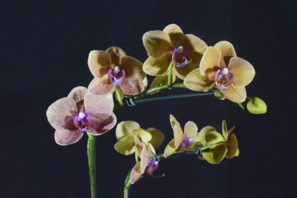 Phalaenopsis Salmão