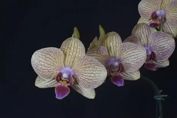 Phalaenopsis Salmão com Listras Lilás