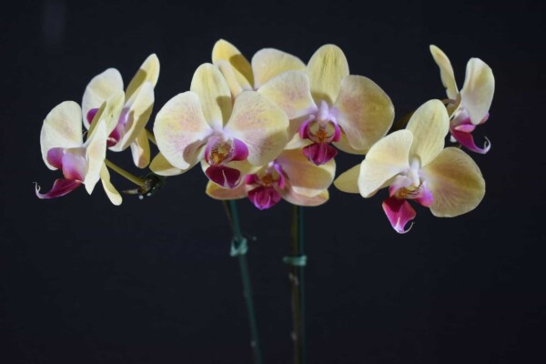 Phalaenopsis Salmão com Lilás Rajado