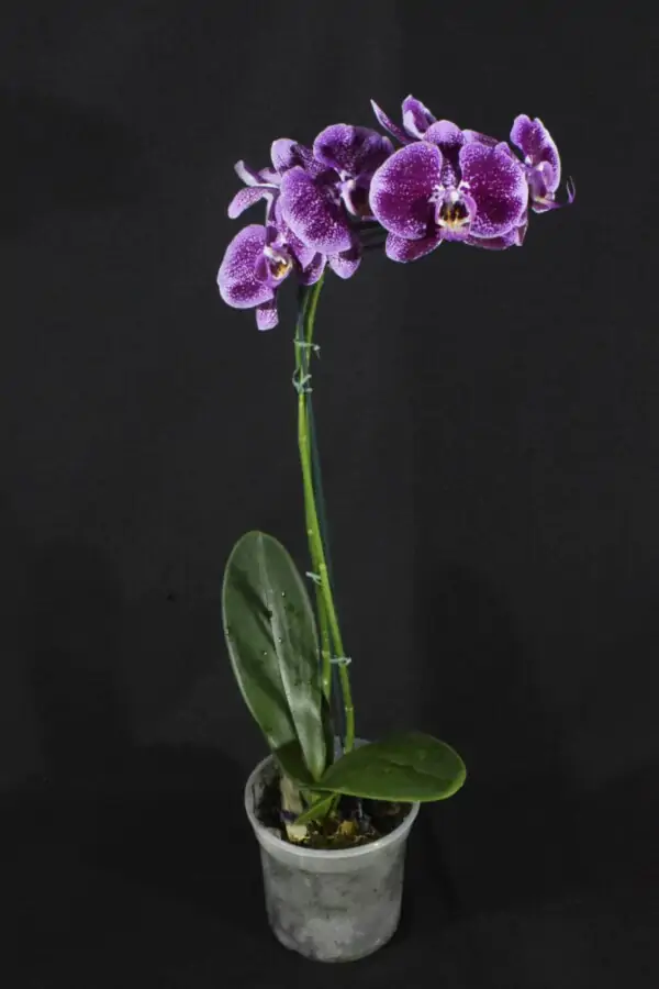 Phalaenopsis Vinho Escuro com Branco