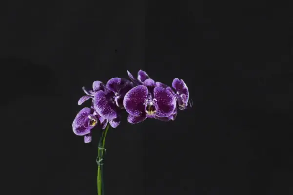 Phalaenopsis Vinho Escuro com Branco