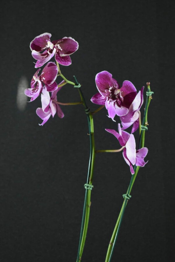Phalaenopsis Vinho com Lilás