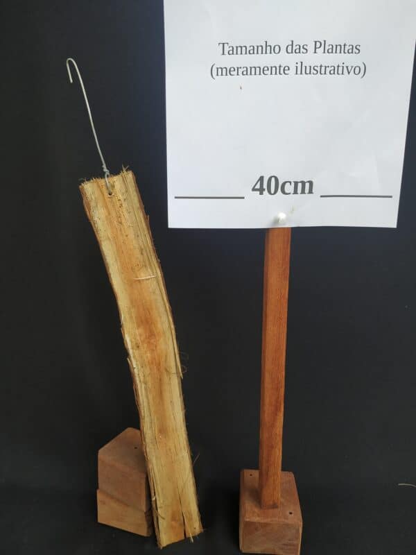 Tronco de Madeira