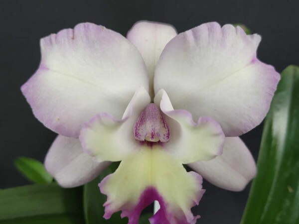 Cattleya Diferentes sob Encomenda
