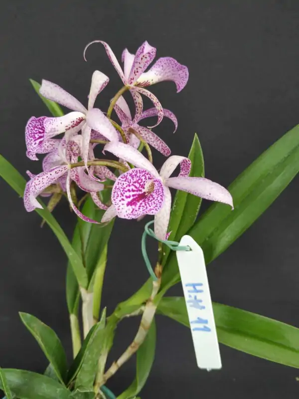 Cattleya Híbrida H#11 Maikai Louise
